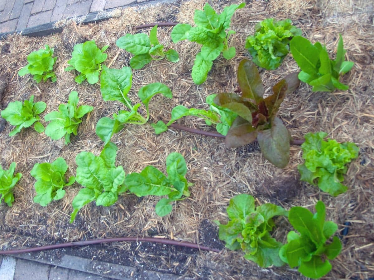 Meet your plants